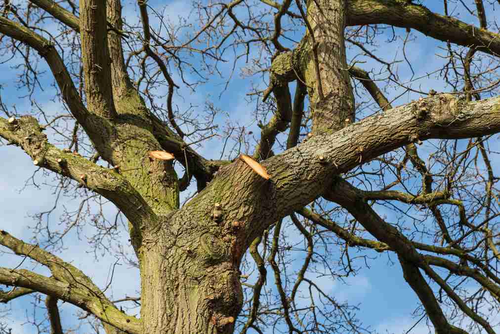 history of tree surgery